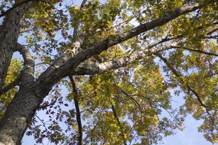 BC Tree Canopy