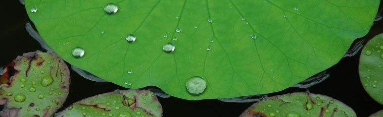 nc botanical garden.jpg