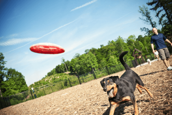 dog chasing frisbee