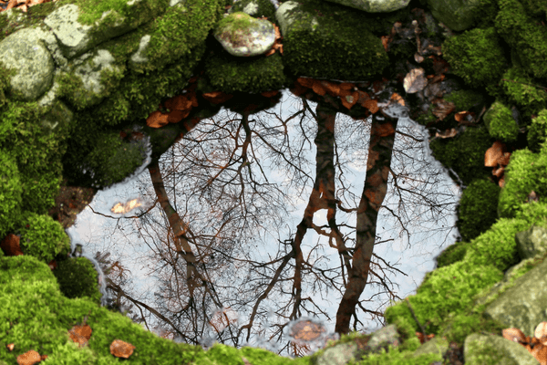 backyard water feature