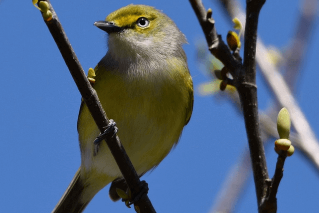 white-eyed-vireo