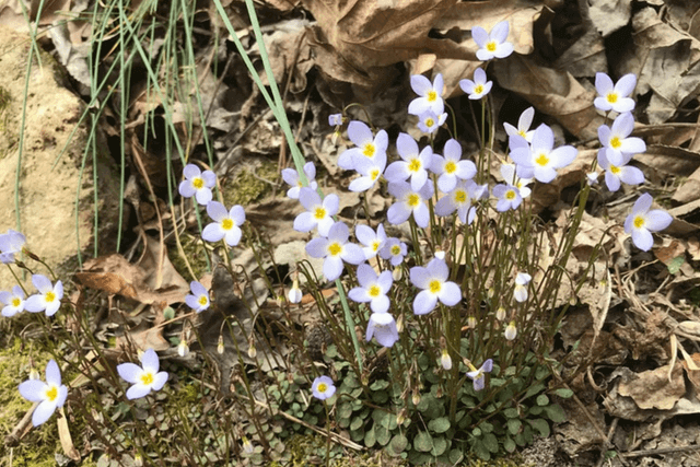 Azure Bluets