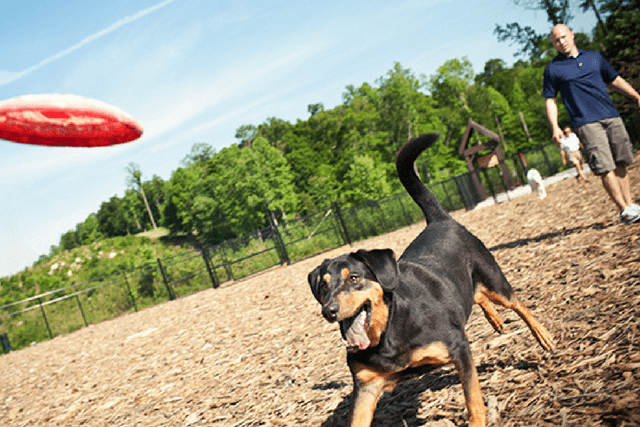 dog chasing a frisbee at dog park
