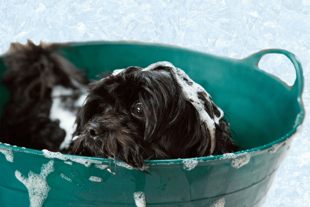 dog getting a bath