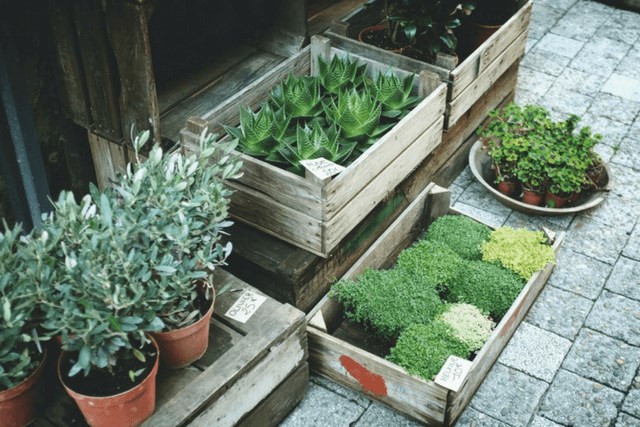 Potted plants and herbs
