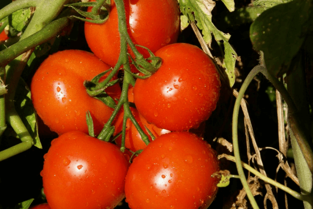 fresh garden tomatoes