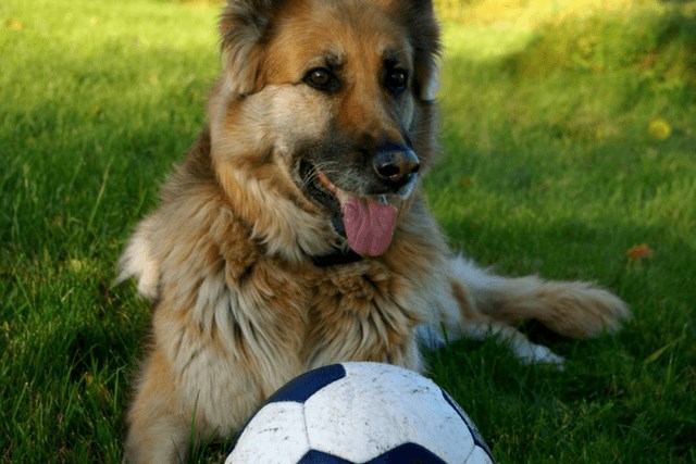 Dog sitting with ball