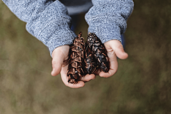 handful of pinecones