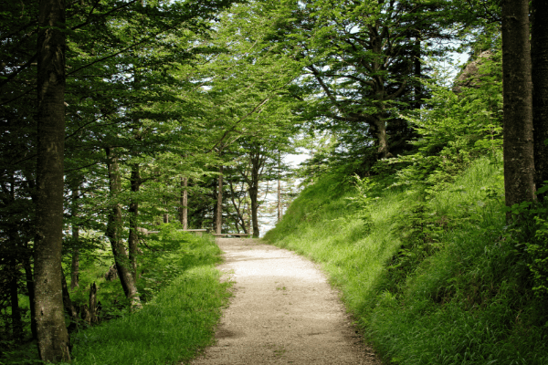 Wooded trail in Briar Chapel