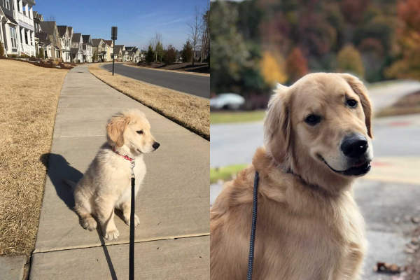 pictures of yellow lab, Maestro