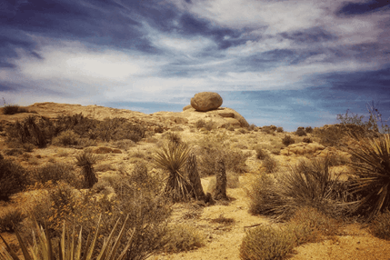 desert landscape at art museum