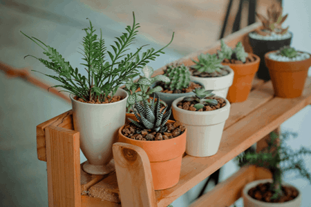 table with cactus plants