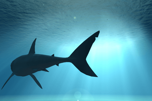 Shark in water