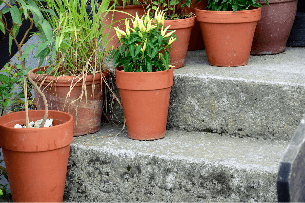 potted plants on porch