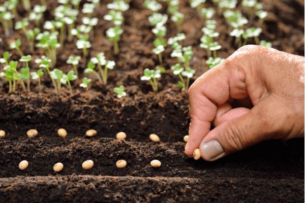 planting seeds