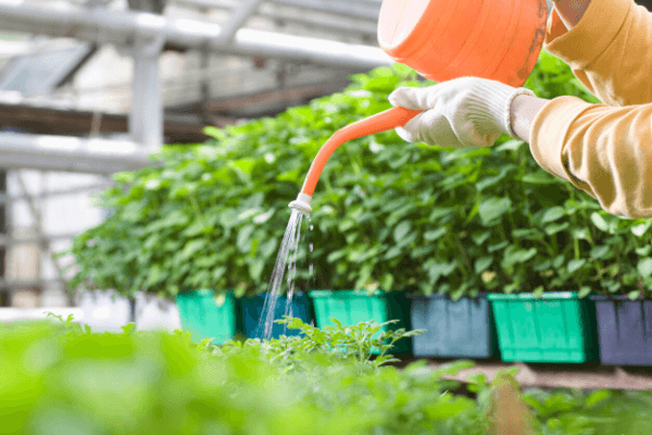 watering garden plants