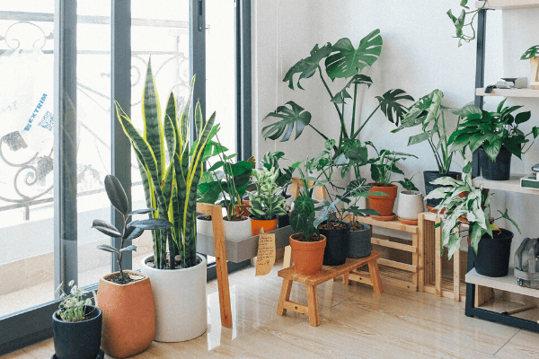 Room with house plants