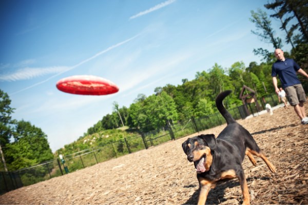 Dog jumping to catch a frisbee.
