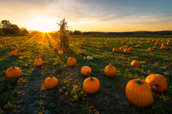 pumpkin patch at dusk