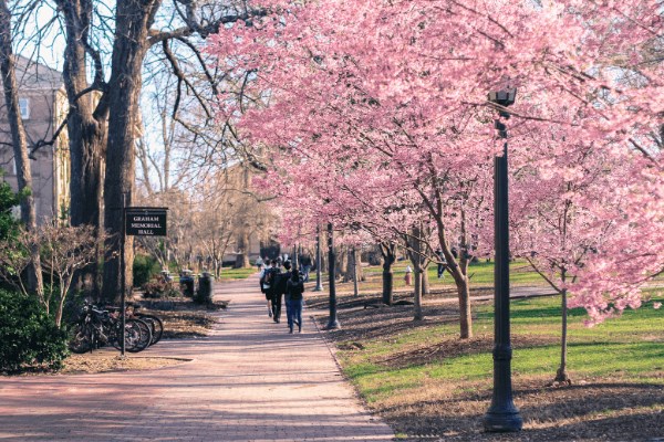 Sidewalk and blooming cherry trees in spring