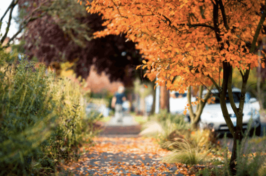 Fall trees