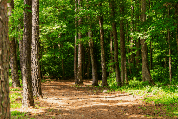 wooded trails in Briar Chapel