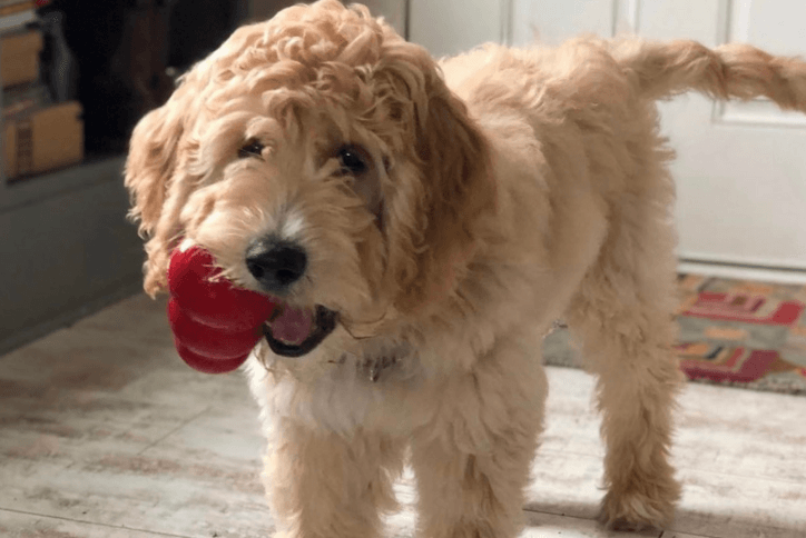 goldendoodle